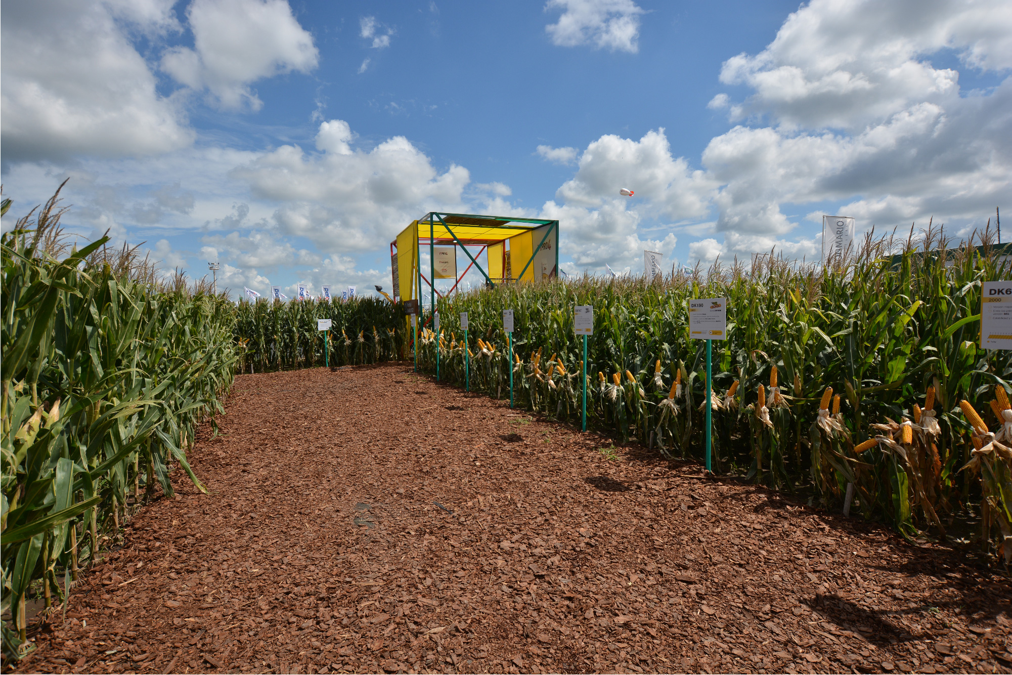 Dekalb, Expoagro, 2022